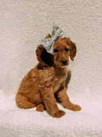 Willow, a female Goldendoodle for sale in Batesville, AR – Photo 3 of 8