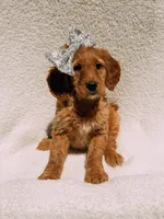 Willow, a female Goldendoodle for sale in Batesville, AR – Photo 8 of 8