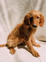 Willow, a female Goldendoodle for sale in Batesville, AR – 4 of 4