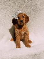 Willow, a female Goldendoodle for sale in Batesville, AR – Photo 6 of 8