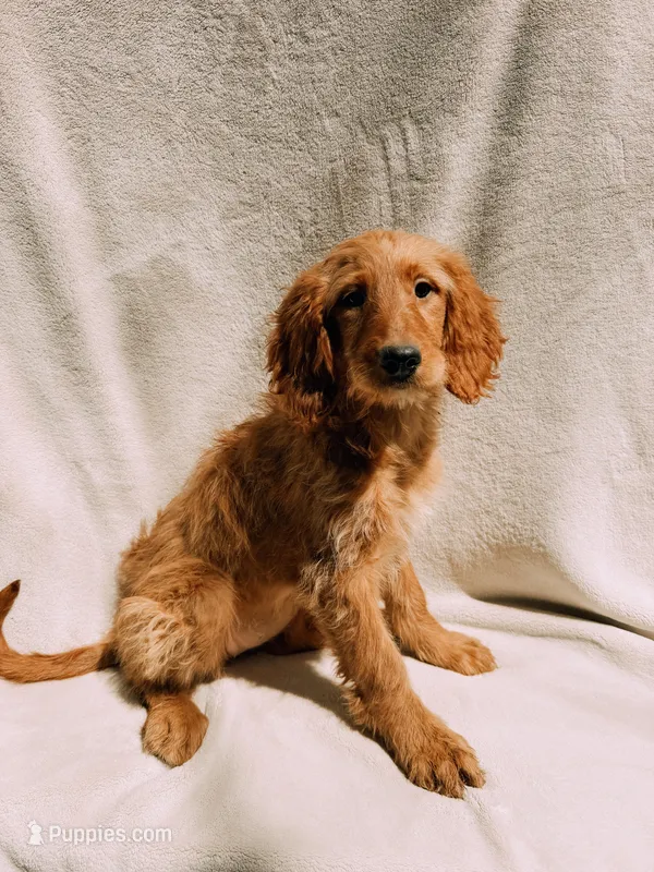 Willow – Goldendoodle puppy for sale in Batesville, AR