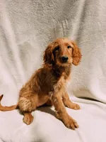 Willow, a female Goldendoodle for sale in Batesville, AR – 1 of 4