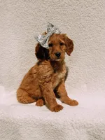 Willow, a female Goldendoodle for sale in Batesville, AR – Photo 1 of 8