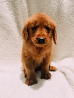 Red, a male Golden Retriever for sale in Batesville, AR – 2 of 9