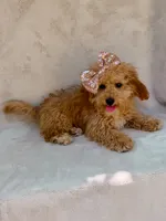 Elsie, a female Maltipoo for sale in Batesville, AR – 8 of 10