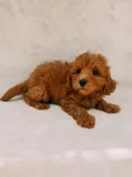 Teddy, a male Maltipoo for sale in Batesville, AR – 6 of 8