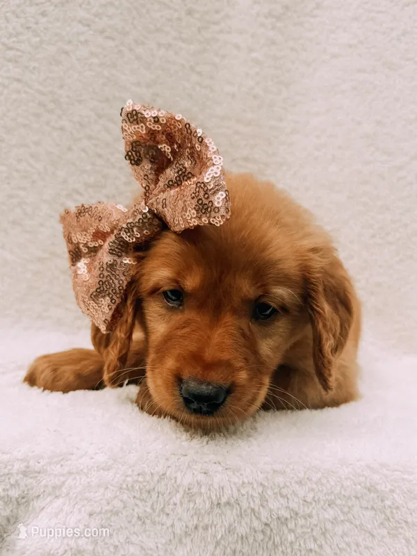 Rose gold – Golden Retriever puppy on hold in Batesville, AR