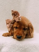 Rose gold, a female Golden Retriever for sale in Batesville, AR – 1 of 10