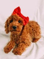 Bella, a female Cavapoo for sale in Batesville, AR – Photo 3 of 3