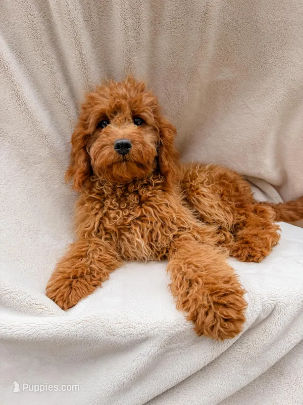 Bella – Cavapoo puppy for sale in Batesville, AR