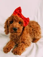Bella, a female Cavapoo for sale in Batesville, AR – Photo 2 of 3