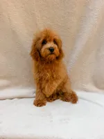 Green, a male Cavapoo for sale in Batesville, AR – 8 of 10