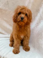 Copper, a male Cavapoo for sale in Batesville, AR – 7 of 7