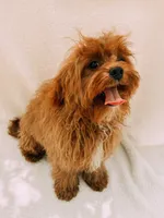 Rusty, a male Cavapoo for sale in Batesville, AR – 7 of 7