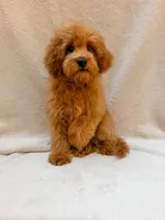 Green, a male Cavapoo for sale in Batesville, AR – 10 of 10