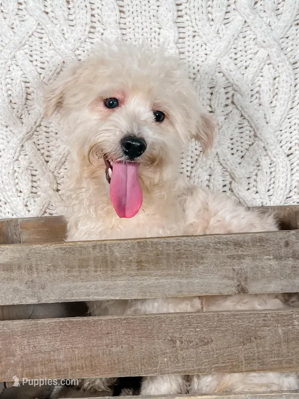 Wyatt, a male Maltipoo for sale in Batesville, AR – Photo 1 of 5