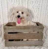 Wyatt, a male Maltipoo for sale in Batesville, AR – Photo 3 of 5