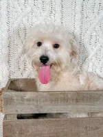 Wyatt, a male Maltipoo for sale in Batesville, AR – Photo 2 of 5