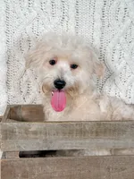 Wyatt, a male Maltipoo for sale in Batesville, AR – Photo 4 of 5