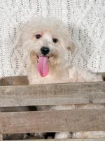 Wyatt, a male Maltipoo for sale in Batesville, AR – Photo 5 of 5