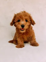 Chester, a male Maltipoo for sale in Batesville, AR – 3 of 8