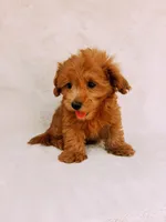 Chester, a male Maltipoo for sale in Batesville, AR – 7 of 8