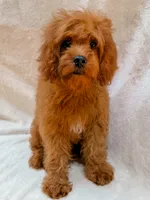 Copper, a male Cavapoo for sale in Batesville, AR – 3 of 7