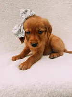 Silver, a female Golden Retriever for sale in Batesville, AR – 2 of 4