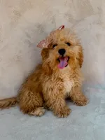 Elsie, a female Maltipoo for sale in Batesville, AR – 5 of 10