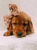Rose gold, a female Golden Retriever for sale in Batesville, AR – 2 of 10