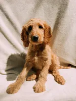 Honey, a female Goldendoodle for sale in Batesville, AR – 4 of 4