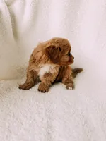 processed/a92876b7-2e87-4b1d-8cf0-d43b90c0f9fd/listing/28c961b9-1f55-4d2e-aac2-99c746733542/28784e84-a7b4-4eb1-a825-761a23bbf822