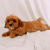 Blaze, a male Cavapoo for sale in Batesville, AR – Photo 7 of 9