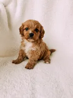 processed/a92876b7-2e87-4b1d-8cf0-d43b90c0f9fd/listing/28c961b9-1f55-4d2e-aac2-99c746733542/3453fdff-8837-4f59-9104-27d076771ff8