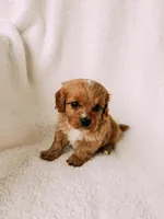 processed/a92876b7-2e87-4b1d-8cf0-d43b90c0f9fd/listing/28c961b9-1f55-4d2e-aac2-99c746733542/37ad93dc-e30c-4649-a389-ce5d1820bbc2