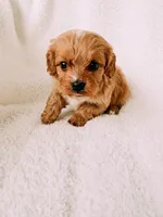 processed/a92876b7-2e87-4b1d-8cf0-d43b90c0f9fd/listing/28c961b9-1f55-4d2e-aac2-99c746733542/4c7e3272-4286-44da-8da7-94466c7f9565