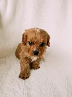 processed/a92876b7-2e87-4b1d-8cf0-d43b90c0f9fd/listing/28c961b9-1f55-4d2e-aac2-99c746733542/5753b11f-6b65-40d1-9c92-23d4665a8fe9