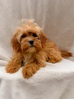 Blaze, a male Cavapoo for sale in Batesville, AR – Photo 3 of 9