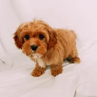 Blaze, a male Cavapoo for sale in Batesville, AR – Photo 6 of 9