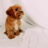 Blaze, a male Cavapoo for sale in Batesville, AR – Photo 8 of 9