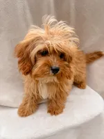 Blaze, a male Cavapoo for sale in Batesville, AR – Photo 2 of 9