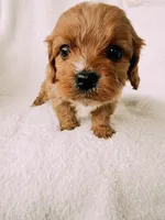 processed/a92876b7-2e87-4b1d-8cf0-d43b90c0f9fd/listing/28c961b9-1f55-4d2e-aac2-99c746733542/d360b8c5-ffdf-4223-ba63-9b7f5cc9cd58