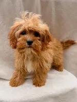 Blaze, a male Cavapoo for sale in Batesville, AR – Photo 1 of 9