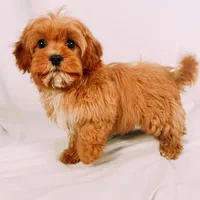 Blaze, a male Cavapoo for sale in Batesville, AR – Photo 4 of 9