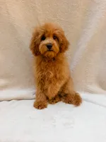 Green, a male Cavapoo for sale in Batesville, AR – 3 of 10