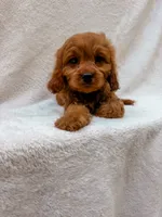 Copper, a male Cavapoo for sale in Batesville, AR – 3 of 4