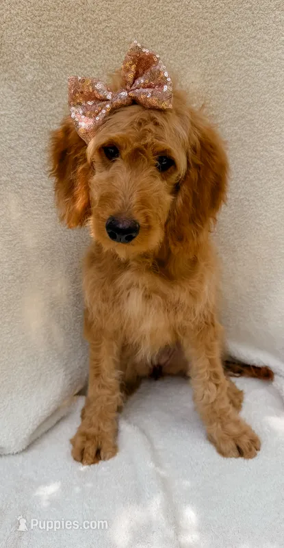 Honey – Goldendoodle puppy for sale in Batesville, AR