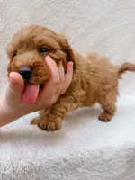 Green, a male Cavapoo for sale in Batesville, AR – 3 of 8