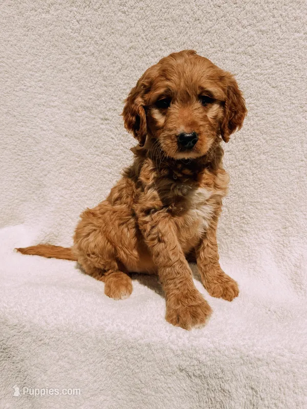Scout – Goldendoodle puppy for sale in Batesville, AR
