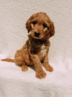 Scout, a male Goldendoodle for sale in Batesville, AR – Photo 3 of 6